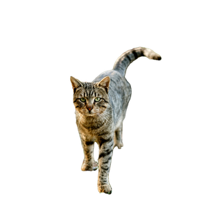 Close Up Of A Tabby Cat In A Natural Outdoor Setting During Fall. 12422 - Cat PNG image with transparent background